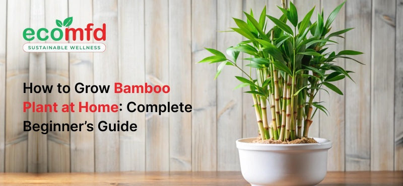 How to Grow Bamboo Plant at Home: Complete Beginner’s Guide